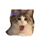 猫のわさび（個別スタンプ：5）