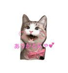 猫のわさび（個別スタンプ：6）
