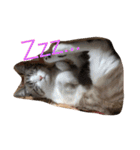 猫のわさび（個別スタンプ：7）