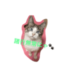 猫のわさび（個別スタンプ：8）