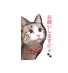猫のわさび（個別スタンプ：9）