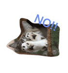 猫のわさび（個別スタンプ：10）