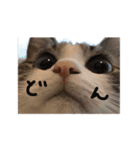 猫のわさび（個別スタンプ：11）