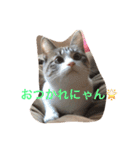 猫のわさび（個別スタンプ：12）