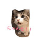 猫のわさび（個別スタンプ：13）