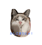 猫のわさび（個別スタンプ：14）