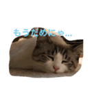 猫のわさび（個別スタンプ：15）