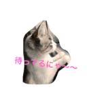 猫のわさび（個別スタンプ：16）