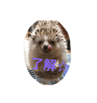 猫のわさび（個別スタンプ：17）