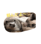 猫のわさび（個別スタンプ：19）