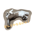 猫のわさび（個別スタンプ：21）