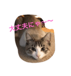 猫のわさび（個別スタンプ：22）