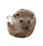 Hedgehog/（個別スタンプ：2）