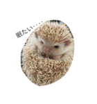 Hedgehog/（個別スタンプ：3）