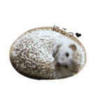 Hedgehog/（個別スタンプ：4）