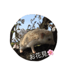 Hedgehog/（個別スタンプ：6）
