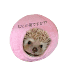 Hedgehog/（個別スタンプ：8）