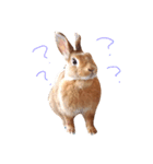 きなこの1日（part 1）（個別スタンプ：2）