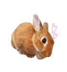 きなこの1日（part 1）（個別スタンプ：3）