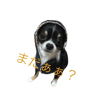 papi_tomorih（個別スタンプ：1）