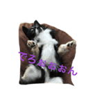 papi_tomorih（個別スタンプ：6）