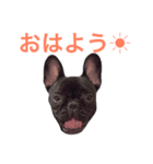 フレンチブルドッグのリュックちゃん（個別スタンプ：4）
