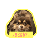 仕事で使えるワンコ（個別スタンプ：5）