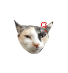 三毛猫illy②（個別スタンプ：2）