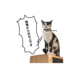 三毛猫illy②（個別スタンプ：3）