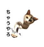 三毛猫illy②（個別スタンプ：6）