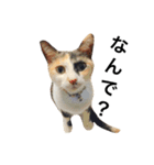 三毛猫illy②（個別スタンプ：7）