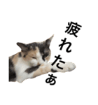 三毛猫illy②（個別スタンプ：9）