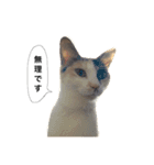三毛猫illy②（個別スタンプ：10）