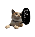 三毛猫illy②（個別スタンプ：12）