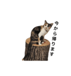 三毛猫illy②（個別スタンプ：13）