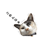 三毛猫illy②（個別スタンプ：15）