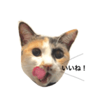三毛猫illy②（個別スタンプ：16）