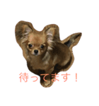 チワワのサラちゃん（個別スタンプ：1）