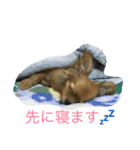 チワワのサラちゃん（個別スタンプ：2）