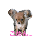 チワワのサラちゃん（個別スタンプ：3）