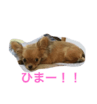 チワワのサラちゃん（個別スタンプ：4）