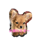 チワワのサラちゃん（個別スタンプ：5）