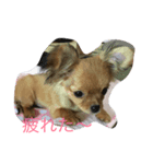 チワワのサラちゃん（個別スタンプ：7）