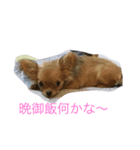 チワワのサラちゃん（個別スタンプ：8）