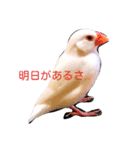 白い鳥のピノさん（個別スタンプ：1）