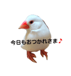 白い鳥のピノさん（個別スタンプ：2）