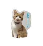 ひなさん（個別スタンプ：15）