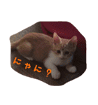 ひなさん（個別スタンプ：21）