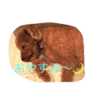 デクシー君（個別スタンプ：3）