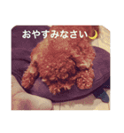デクシー君（個別スタンプ：11）